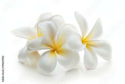 Isolated white plumeria flower on white background photo