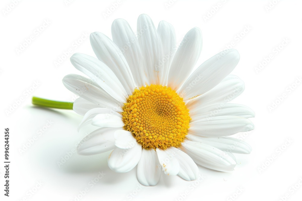 Fototapeta premium Single isolated daisy on white background
