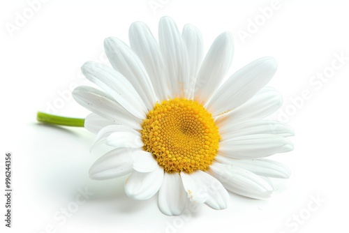 Single isolated daisy on white background