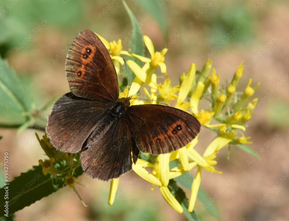 Obraz premium farfalla