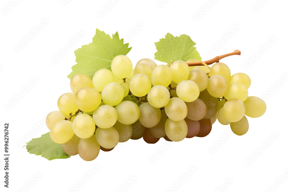 White grape on transparent background. PNG cutout. Wine related themes. Wine professions. Oenologist. Wine shop. Buying and selling wine. Images for graphic designers. Isolated wine. Image for website White grape on transparent background. PNG cutout. Wine related themes. Wine professions. Oenologist. Wine shop. Buying and selling wine. Images for graphic designers. Isolated wine. Image for website