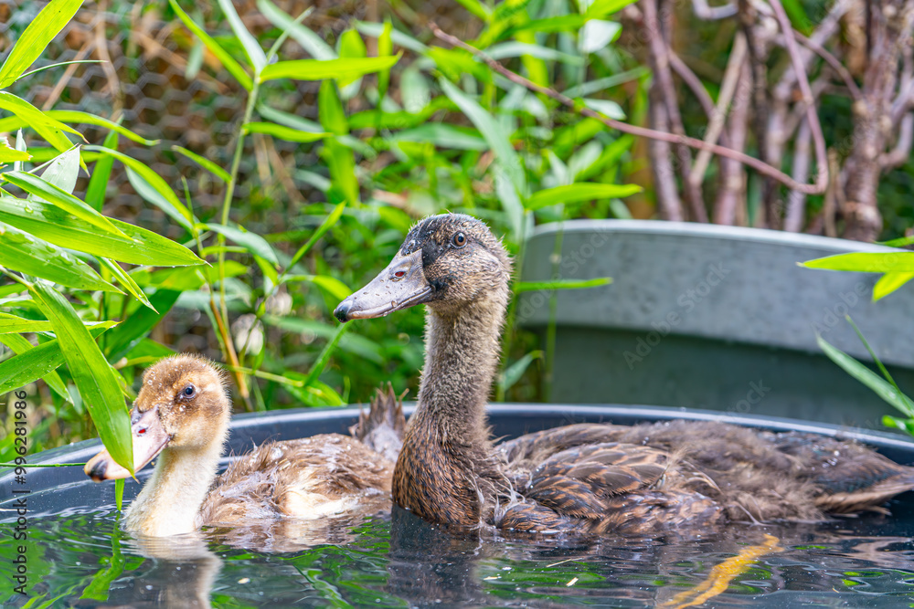 Ducklings Swimming In A Tub Ducks As Pets Helping In The Garden Happy