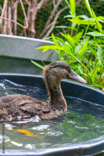 Ducklings Swimming in a Tub. Ducks as pets helping in the garden. Happy ducks in the garden. Walking ducks Swimming. Cute Khaki Campbell ducks. photo