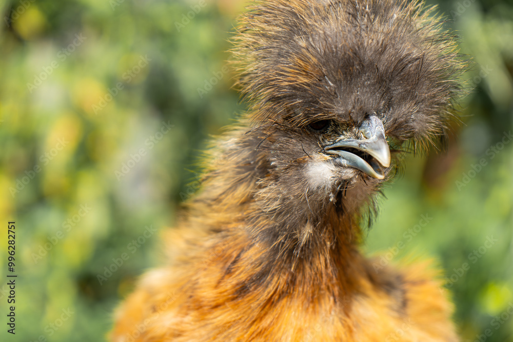Fototapeta premium Close-ups of colorful silkie chickens. Young silkies eating and running around. Colorful fluffy silkies. Backyard free-range chickens. Home Poultry.