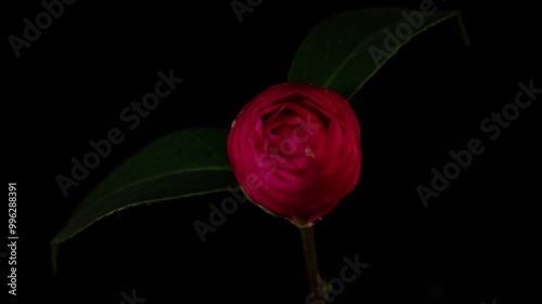 Time-lapse photography of camellia blossom