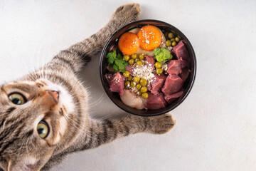 BARF (Biologically Appropriate Raw Food) food concept, Healthy bowl for domestic pets background with cat cute tabby kitten paws in pic.  Portion of raw meat, chicken, fish, vegetables, oats