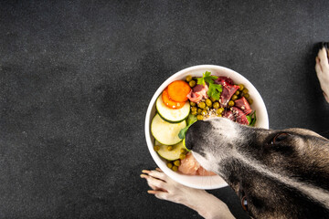 BARF (Biologically Appropriate Raw Food) food concept, Healthy bowl for domestic pets background with dog paws in pic.  Portion of raw meat, chicken, fish, vegetables, oats