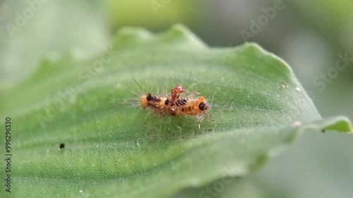 Caterpillar and  two fire ant fighting