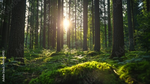 Management and Maintenance of Forest Properties in Sweden and Finland