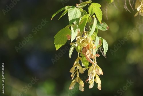 Acer negundo  is a species of maple native to North America. photo