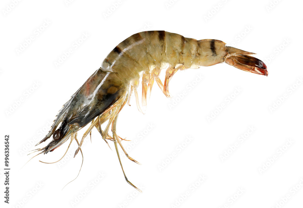 One raw tiger shrimp isolated on white. Sea food One raw tiger shrimp isolated on white. Sea food