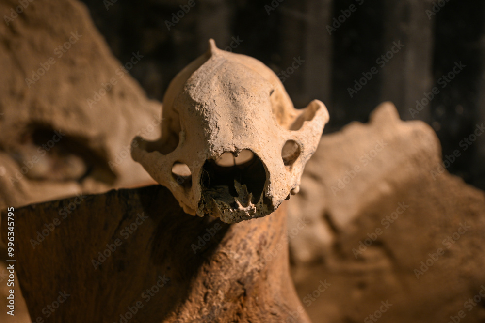Fossilized skull of a prehistoric animal sitting on a rock in warm light with other fossils blurred in the background Fossilized skull of a prehistoric animal sitting on a rock in warm light with other fossils blurred in the background