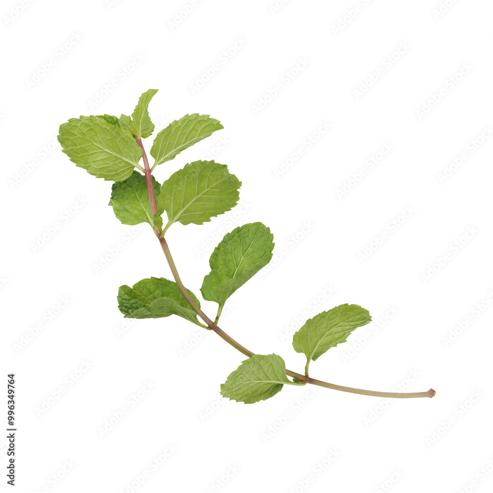 Fototapeta premium Mint leaves branch isolated on transparent background