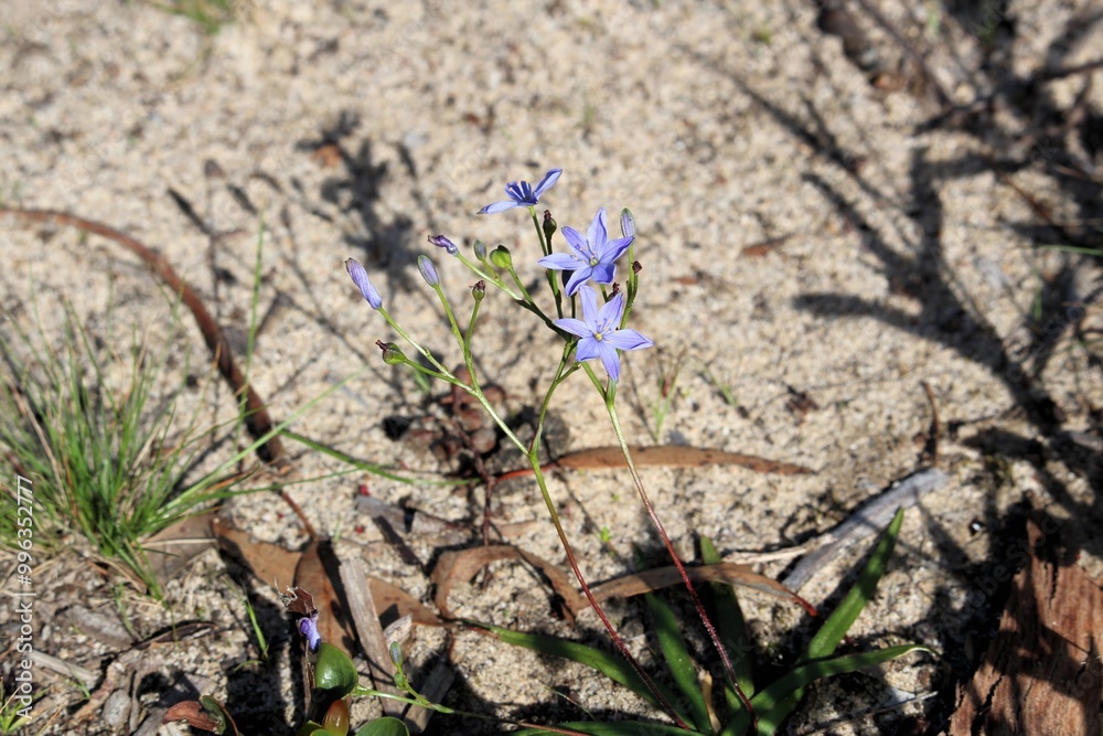 Blue Stars (Chamaescilla corymbosa) flower and buds, South Australia Blue Stars (Chamaescilla corymbosa) flower and buds, South Australia