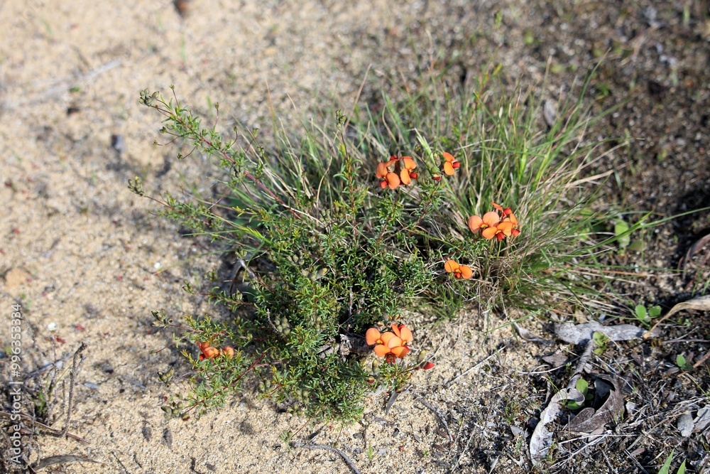 Red Parrot-Pea (Dillwynia hispida) in flower. South Australian plant Red Parrot-Pea (Dillwynia hispida) in flower. South Australian plant