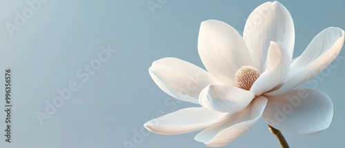 Delicate White Magnolia Blossom Against a Blue Sky.