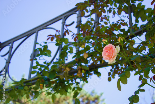 single pink rose on vine with metal trellis