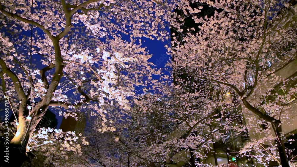 点灯された桜と高層ビル 東京春風景 点灯された桜と高層ビル 東京春風景
