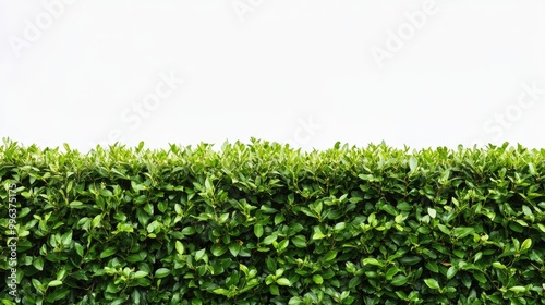 A neatly trimmed hedge stands alone against a white background, offering a vibrant green contrast.