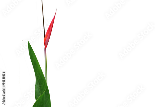 Heliconia psittacorum red flower freshness with leaves on isolated background