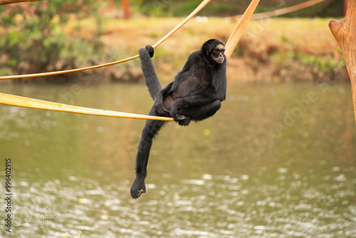 Canvas Print monkey