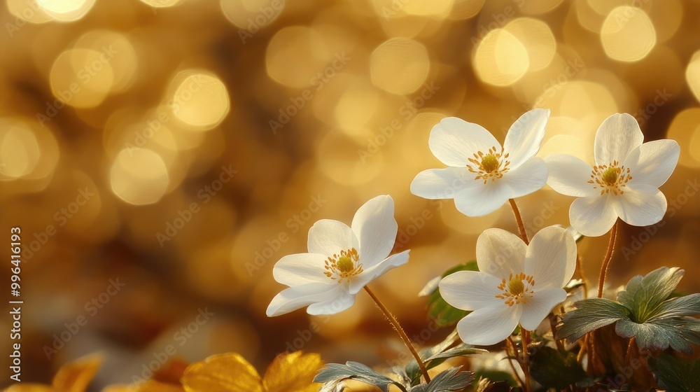Wild forest white anemone in a sunlit woodland showcased against a rich brown gold backdrop Ideal for a spring bloom wallpaper border or design template Wild forest white anemone in a sunlit woodland showcased against a rich brown gold backdrop Ideal for a spring bloom wallpaper border or design template