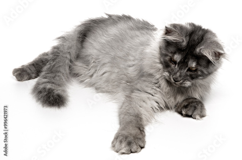 Φωτογραφία Playful young Maine Coon cat isolated on white