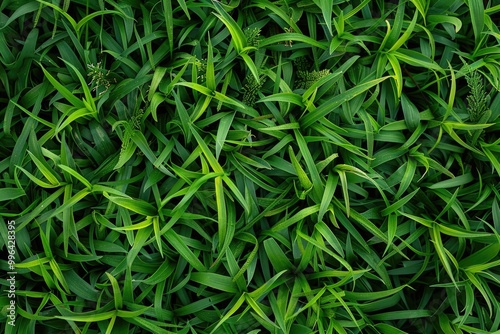 A close-up shot of a bunch of lush green grass, great for nature and outdoor themed designs