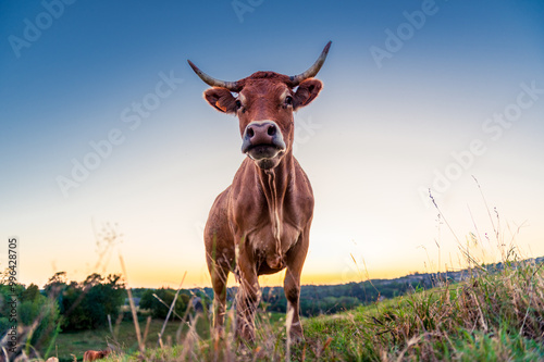 Foto Vache brune limousine avec de grandes cornes, de face en contre plongée, devant