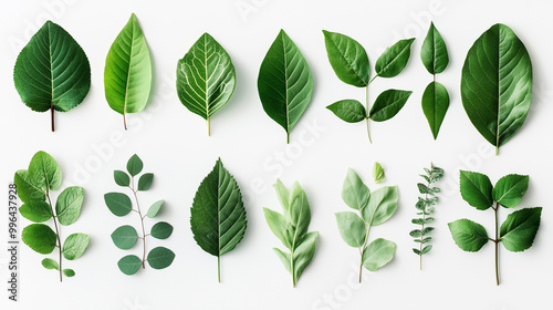 Botanical Beauty: Various Green Leaves Isolated for Clarity