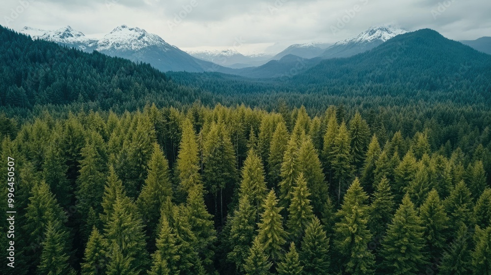 Fototapeta premium A bird's-eye view of a dense evergreen forest, with snow-capped mountains in the distance and room for copy.