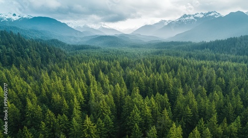 A bird's-eye view of a dense evergreen forest, with snow-capped mountains in the distance and room for copy.