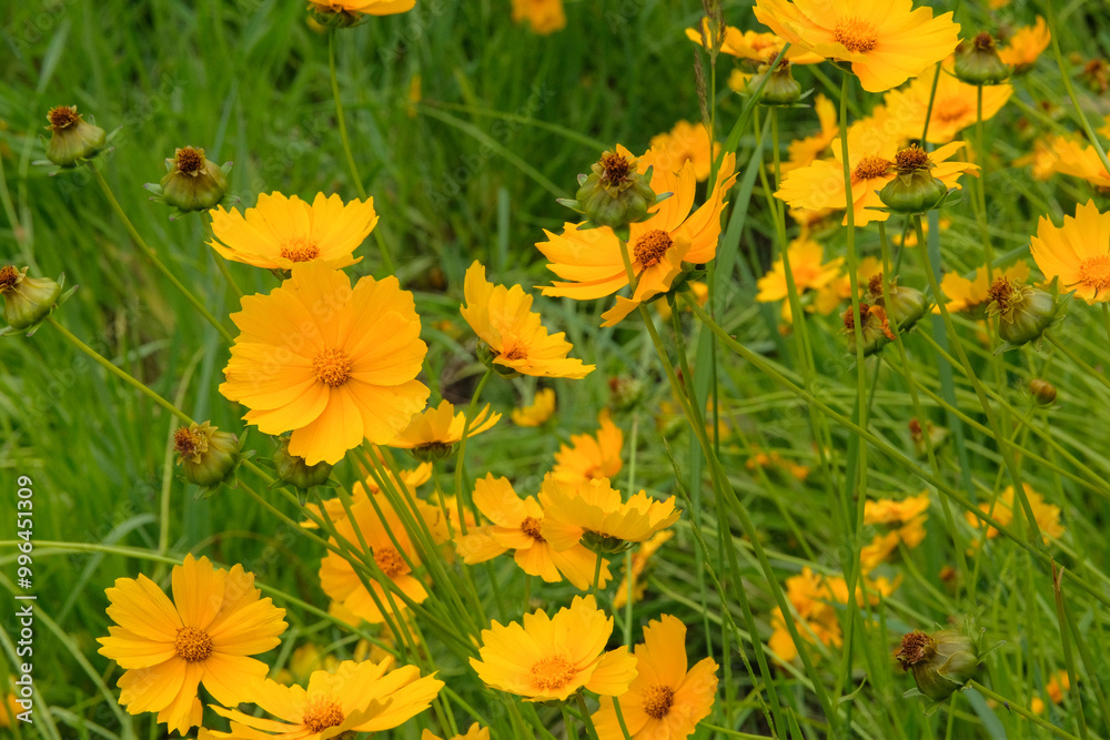 Flowers of Coreopsis grandiflora is growing in garden. Countryside garden. Bright floral background. Blooming daisy. Wildflowers in meadow. Flowers of Coreopsis grandiflora is growing in garden. Countryside garden. Bright floral background. Blooming daisy. Wildflowers in meadow.