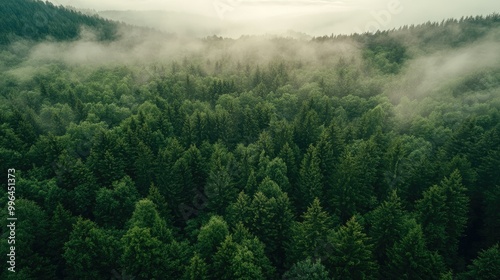 A dense forest surrounded by rolling hills seen from above, with room for copy in the sky.