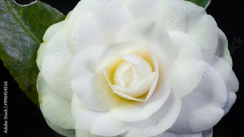 White camellia blossom time-lapse photography
