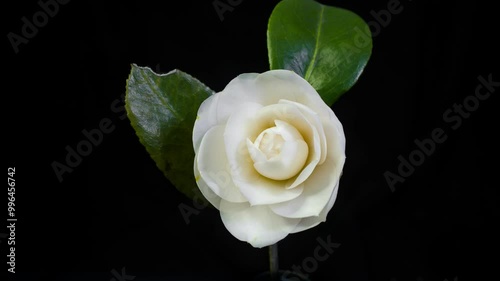 White camellia blossom time-lapse photography