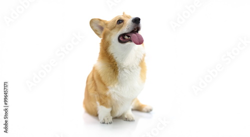 Photography Dog corgi breed looks up on a white background, close-up