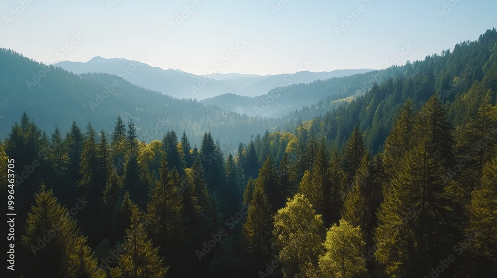 Aerial shot of a mountainous forest landscape, with tall trees and clear skies, leaving room for copy. Aerial shot of a mountainous forest landscape, with tall trees and clear skies, leaving room for copy.