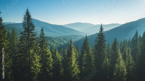Aerial shot of a mountainous forest landscape, with tall trees and clear skies, leaving room for copy.