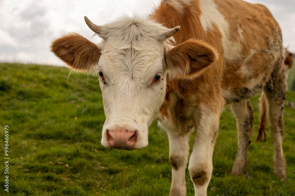 A cow standing in a green field, looking directly at the camera, with a clear sky in the background. A cow standing in a green field, looking directly at the camera, with a clear sky in the background.