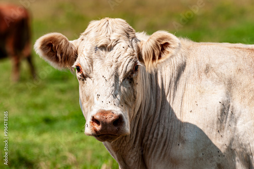 Wallpaper Mural Hefty White beef cow staring threatenly directly at the camera. Torontodigital.ca