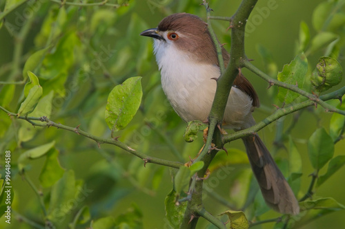 Plain Prinia (Prinia inornata), perched in a bush, Sultanpur National Park., Dehli, India. photo