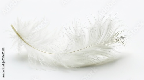 fluffy white feather highlighted on a white isolated background photo