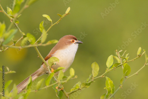 Plain Prinia (Prinia inornata), perched in a bush, Sultanpur National Park., Dehli, India. photo