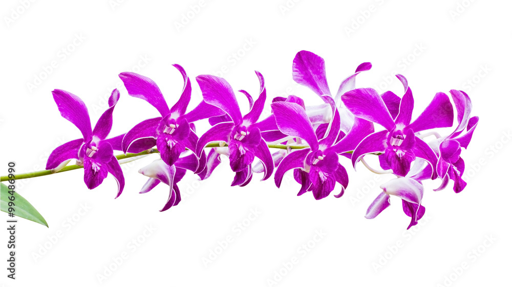 Orchid flowers isolated to PNG file Orchid flowers isolated to PNG file