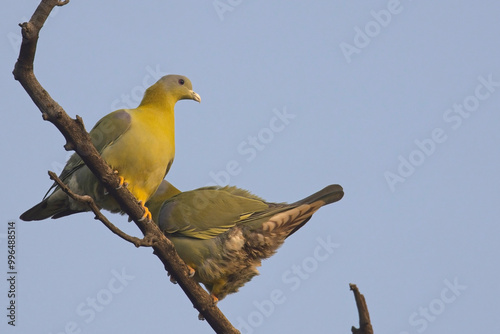 Yellow-footed Green Pigeon (Treron phoenicopterus), two perched in a tree, Bharatpur, Dehli, India.