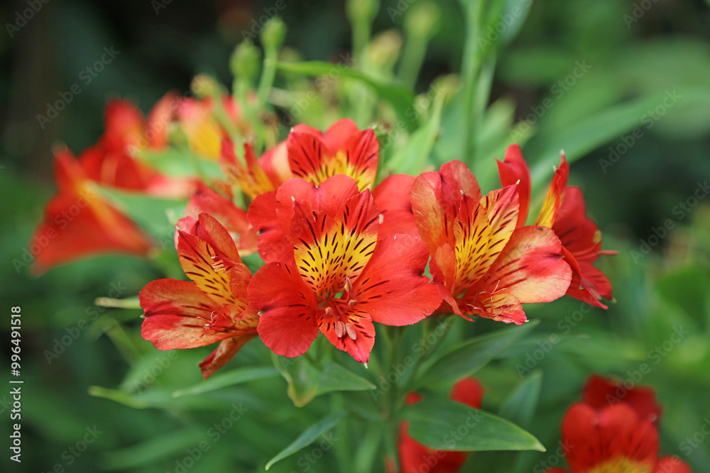 Macro image of red and yellow Peruvian lily blooms, Powys Wales
Macro image of red and yellow Peruvian lily blooms, Powys Wales