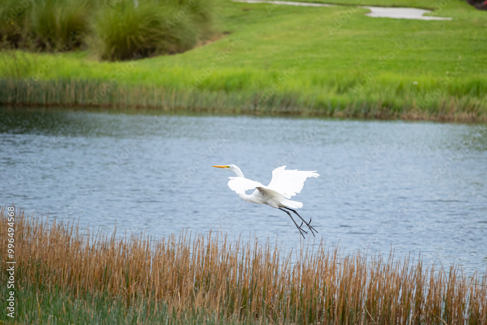 great egret Florida Wood stork water bird south flying landing great egret Florida Wood stork water bird south flying landing