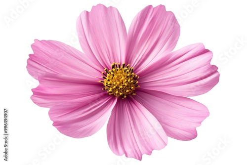 Pink cosmos flower isolate white background with clipping-path