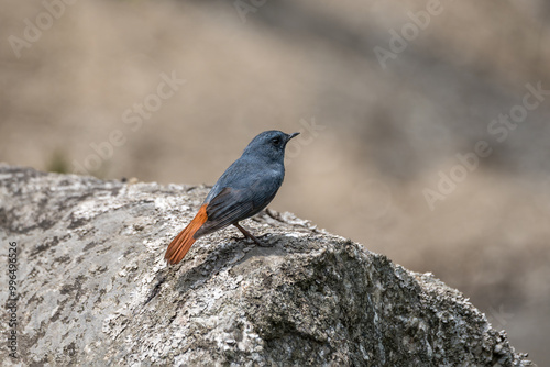 Plumbeous Water Redstart (Phoenicurus fuliginosus) on the rock. The Plumbeous Water Redstart is a striking bird found near freshwater streams in the Himalayas, known for its slate-blue plumage. photo